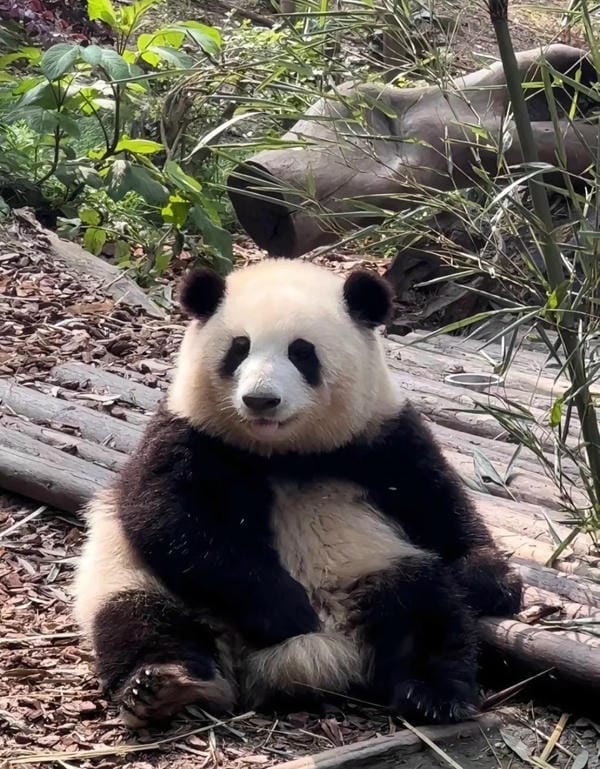 hình ảnh gấu trúc 17