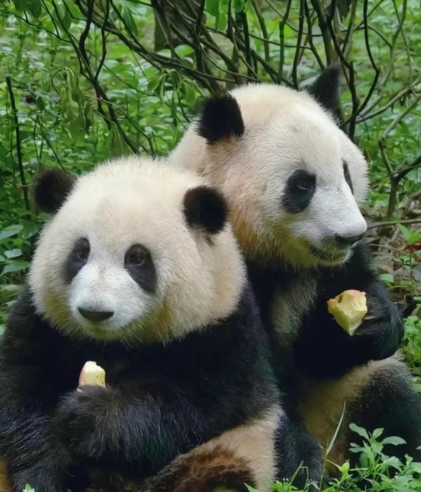 hình ảnh gấu trúc 18