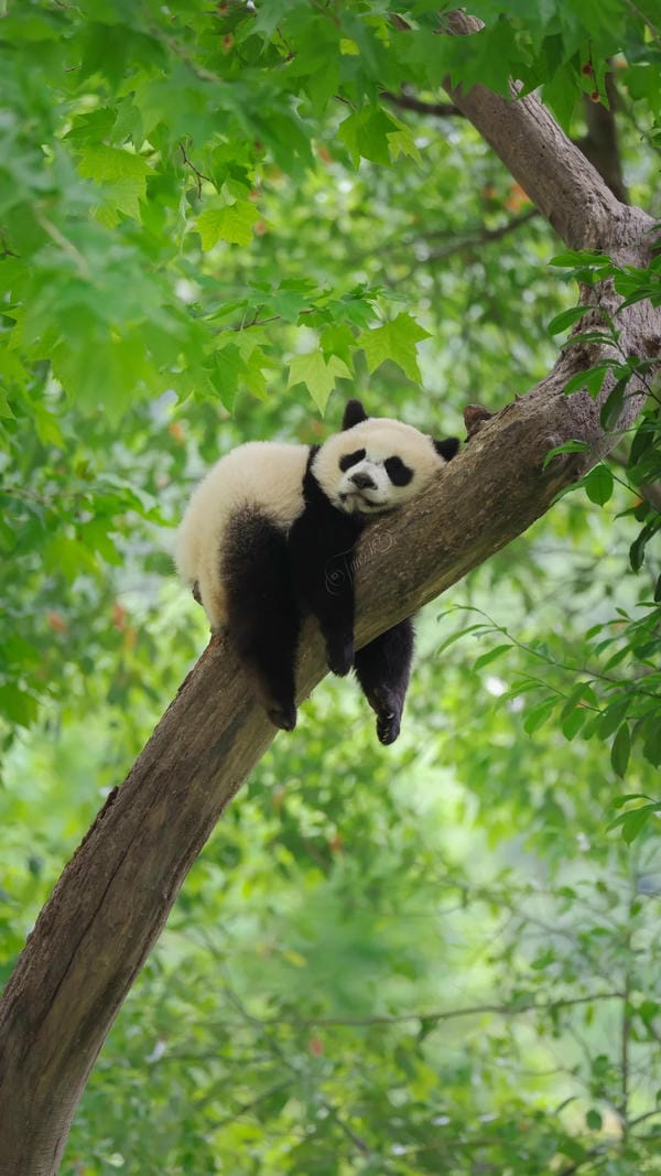 hình ảnh gấu trúc 19