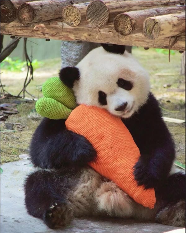 hình ảnh gấu trúc 2