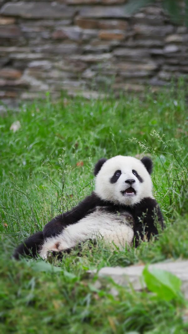 hình ảnh gấu trúc 20