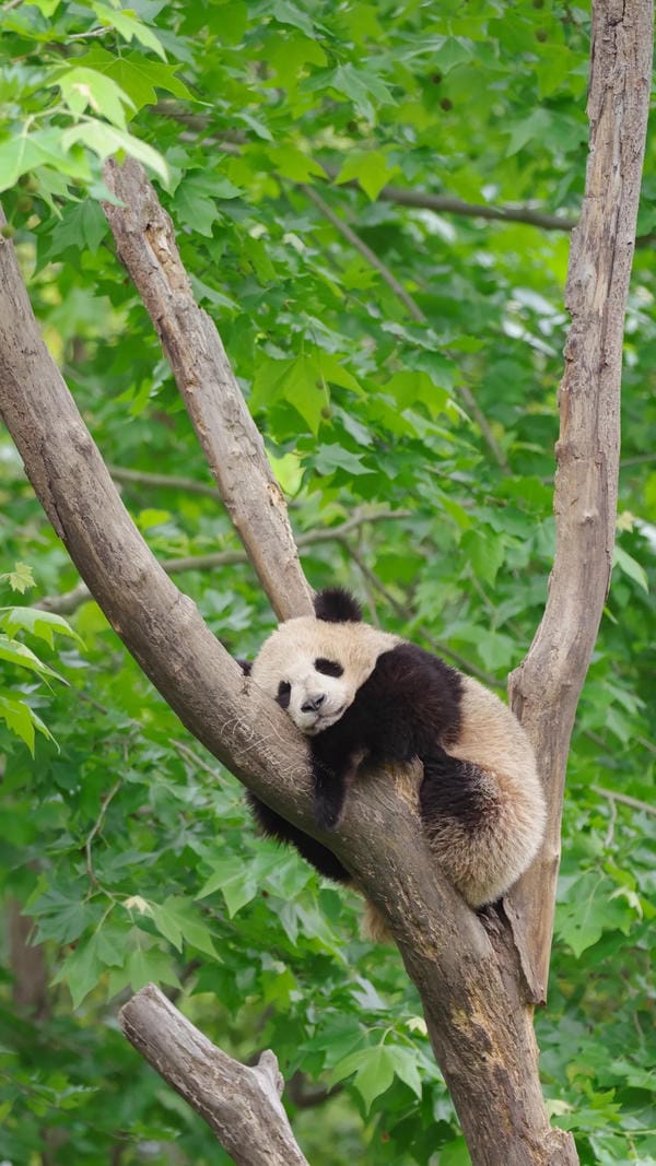 hình ảnh gấu trúc 21