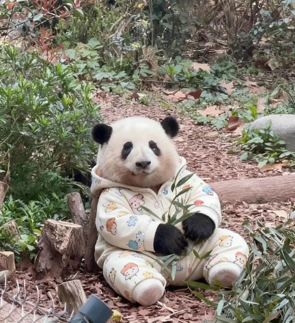 hình ảnh gấu trúc 22