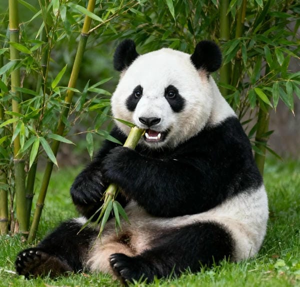 hình ảnh gấu trúc 24