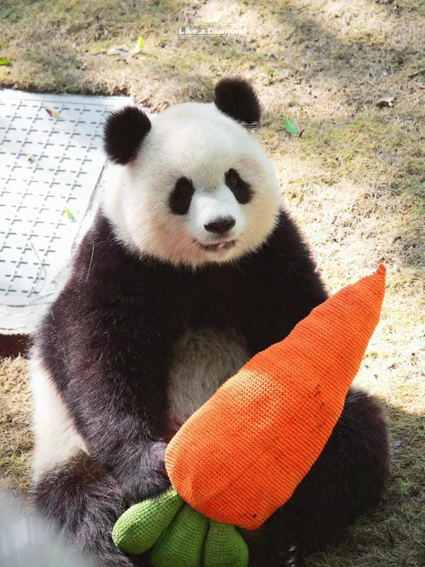 hình ảnh gấu trúc 27