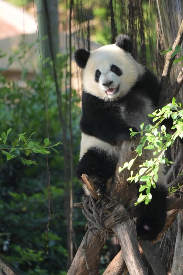 hình ảnh gấu trúc 28