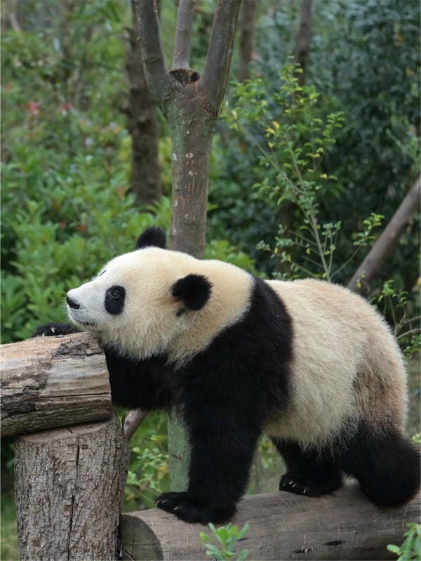 hình ảnh gấu trúc 29