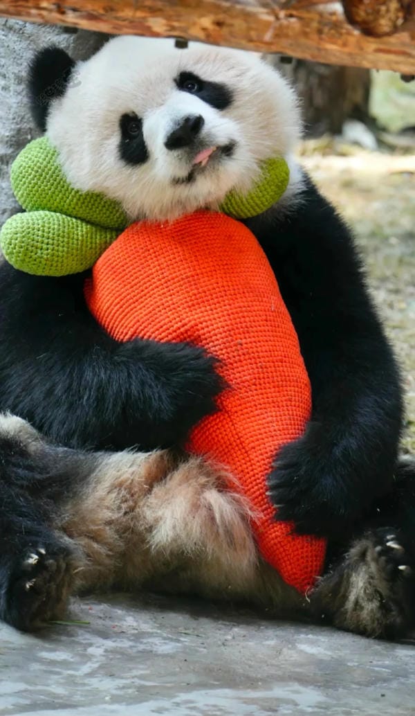 hình ảnh gấu trúc 3