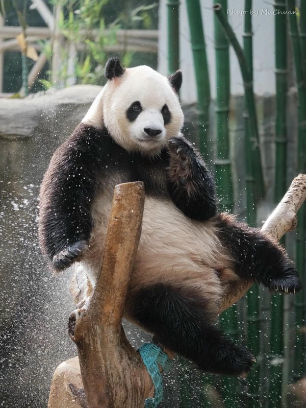 hình ảnh gấu trúc 30