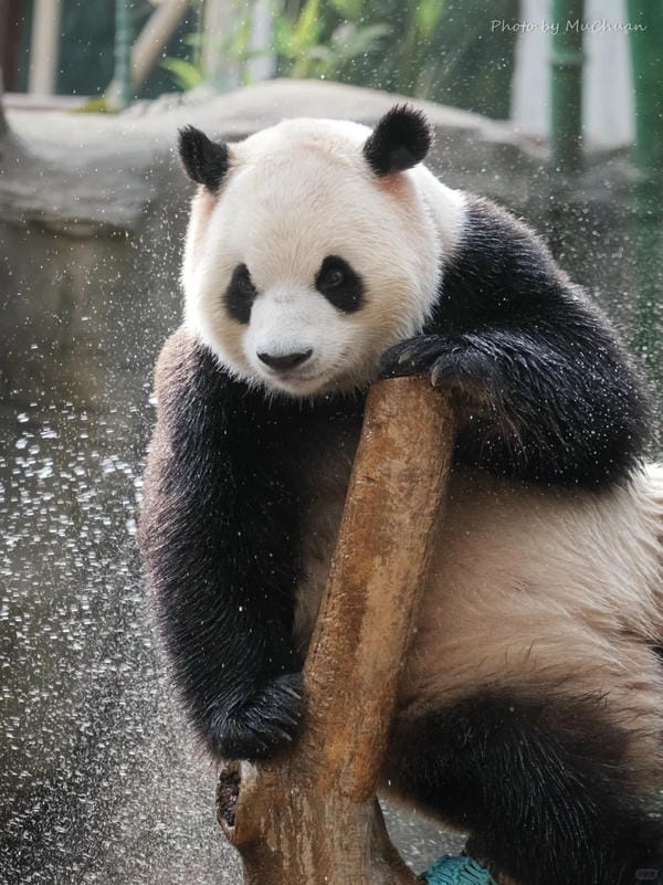 hình ảnh gấu trúc 31