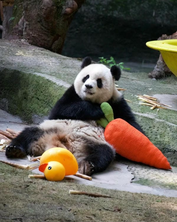 hình ảnh gấu trúc 4