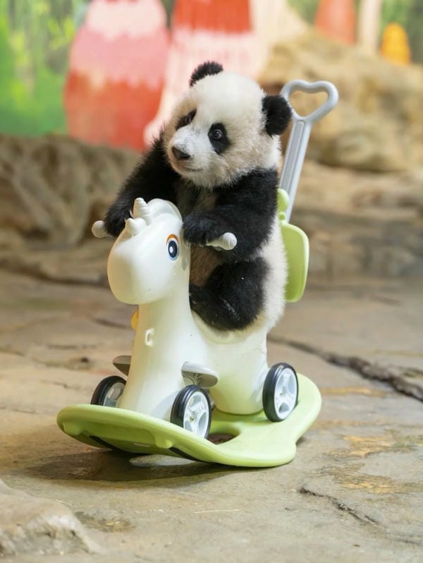 hình ảnh gấu trúc 7