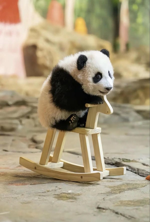 hình ảnh gấu trúc 8