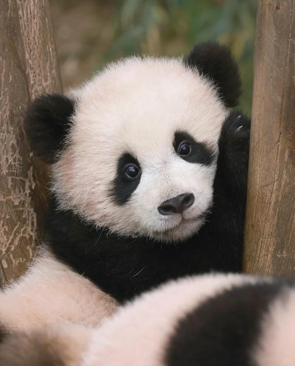 hình ảnh gấu trúc 9