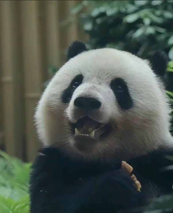 hình ảnh gấu trúc cute