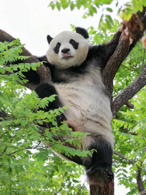 hình ảnh gấu trúc đẹp nhất