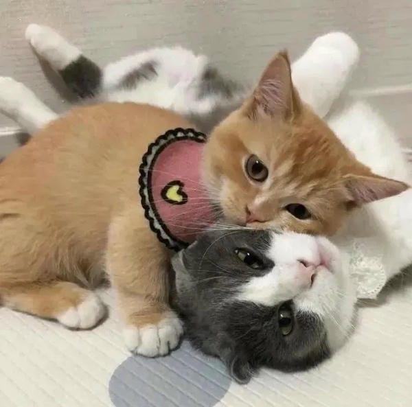 hình ảnh mệt mỏi bất lực