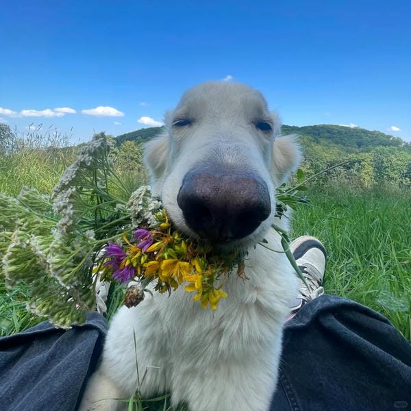 tải ảnh chó hài hước